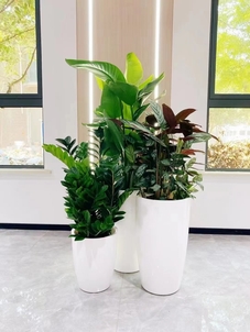 前湾花木租赁方案